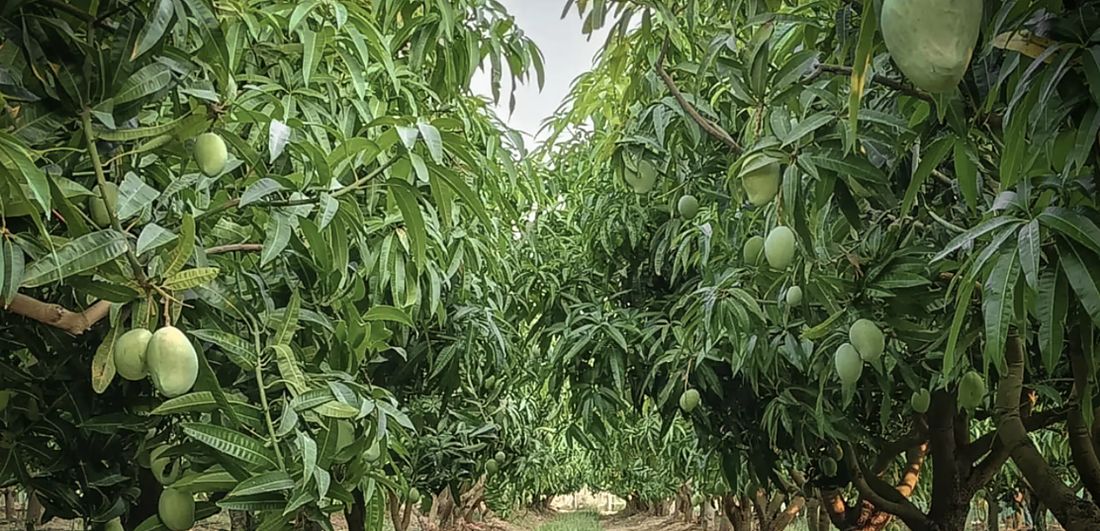 Huerto de mango en producción