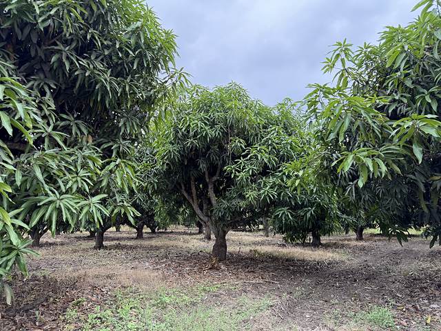 Hileras de árboles de mango en el huerto donde se conduce el ensayo